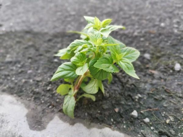 Jeune Torenia Pousse Croissance Rue Asphalte — Photo