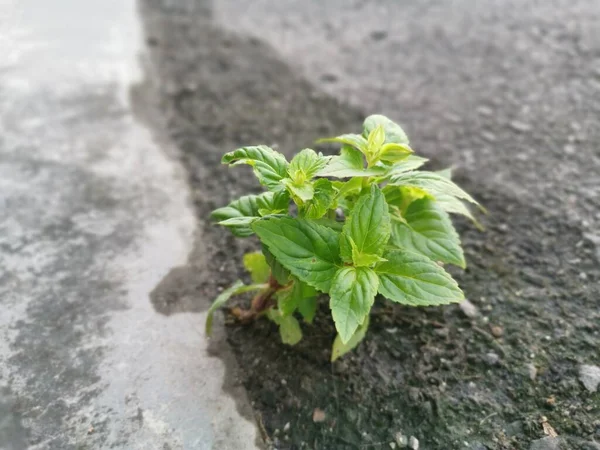 Jeune Torenia Pousse Croissance Rue Asphalte — Photo