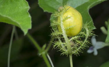 Vahşi Passiflora Foetida bitkisinin yakın çekimi