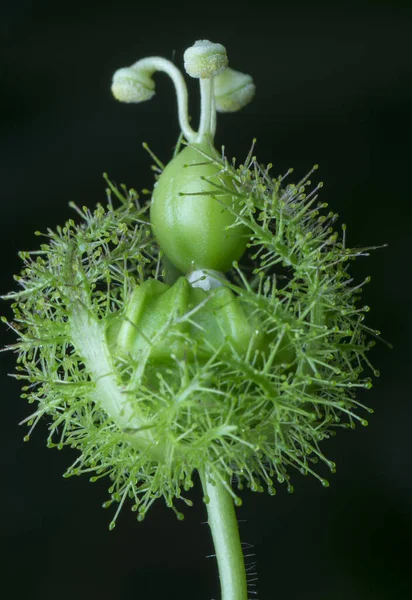 Plan Rapproché Passiflore Sauvage Plante Foetida — Photo