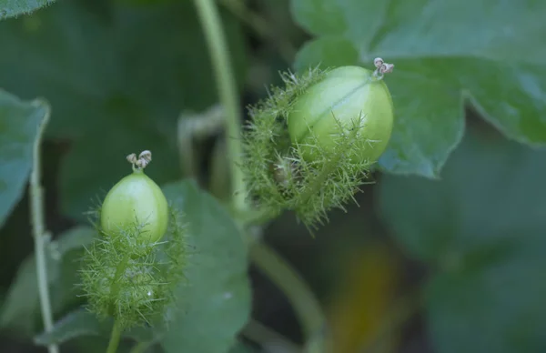 Vahşi Passiflora Foetida Bitkisinin Yakın Çekimi — Stok fotoğraf