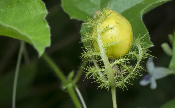 Közeli Felvétel Vad Passiflora Foetida Növény — Stock Fotó