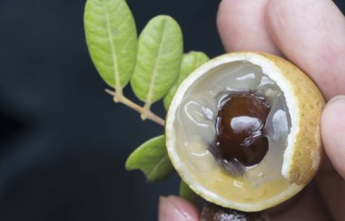 Olgun kahverengi tatlı longan meyvesi