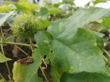 Vahşi passiflora foetida bitkisi çalıları
