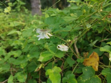 Vahşi passiflora foetida bitkisi çalıları
