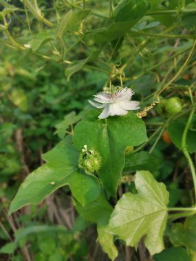 Vahşi passiflora foetida bitkisi çalıları