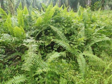 variety of sword fern growing wildly in the forest clipart