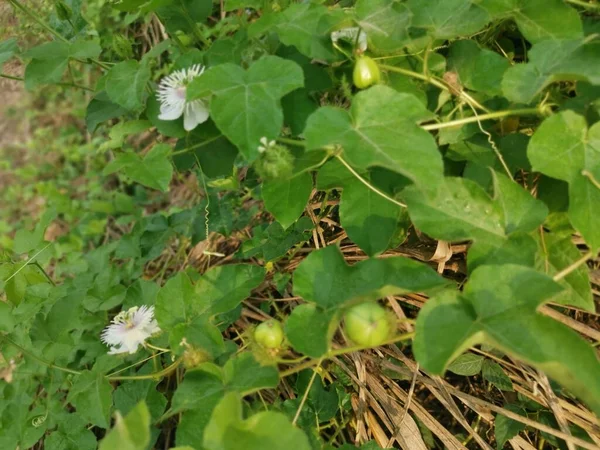 Krzewy Dzikiej Passiflory Foetida — Zdjęcie stockowe