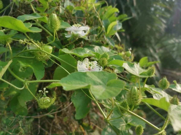 Keře Planě Rostoucí Rostliny Passiflora Foetida — Stock fotografie