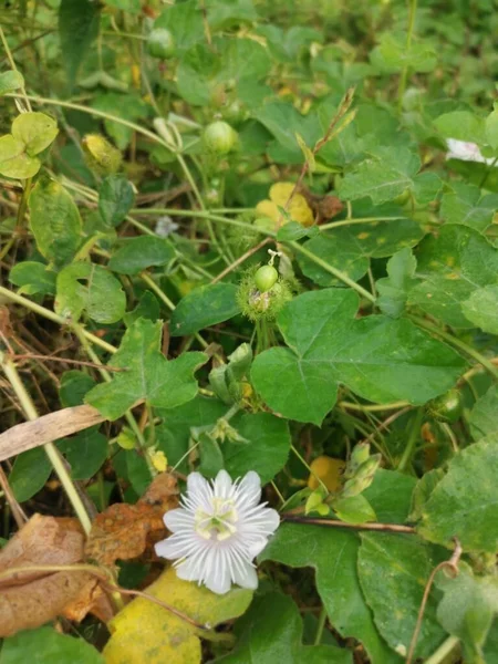 Cespugli Passiflora Selvatica Pianta Foetida — Foto Stock