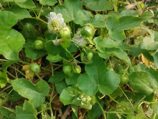 Θάμνοι Από Άγριο Φυτό Passiflora Foetida — Φωτογραφία Αρχείου