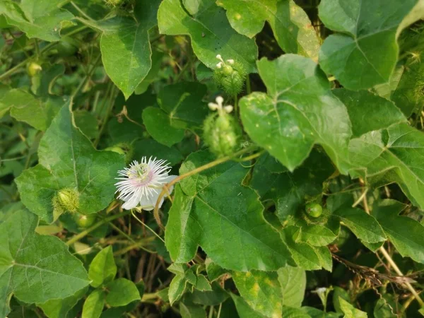 Arbustos Passiflora Selvagem Foetida Planta — Fotografia de Stock