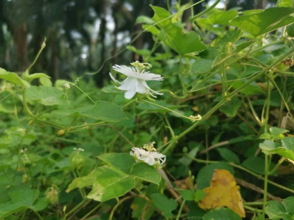 Vadon Élő Passiflora Foetida Növény Bokrai — Stock Fotó