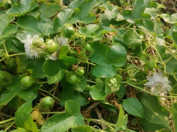 Arbustos Passiflora Selvagem Foetida Planta — Fotografia de Stock