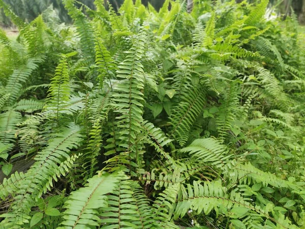 Variedade Samambaia Espada Crescendo Descontroladamente Floresta — Fotografia de Stock