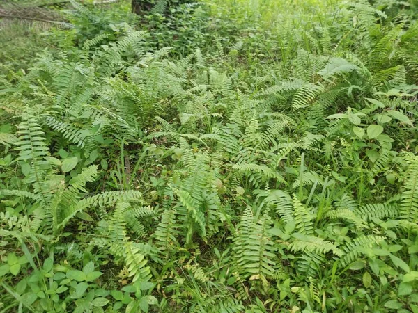 Variedad Helecho Espada Creciendo Salvajemente Bosque — Foto de Stock