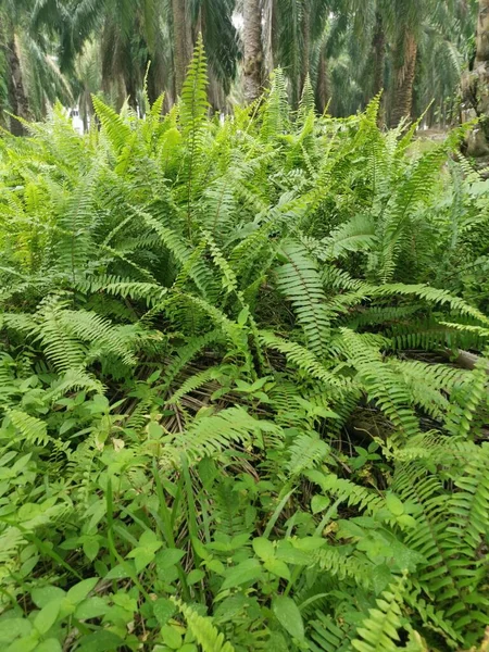 variety of sword fern growing wildly in the forest