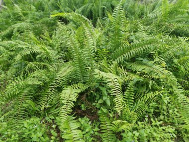 Ormanda yetişen çeşitli kılıç eğreltiotu çeşitleri.