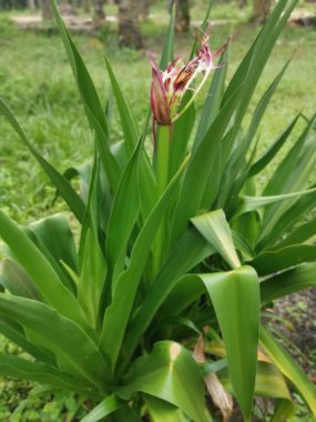 zehirli ampul crinum asiaticum kırmızı örümcek zambağı bitkisi