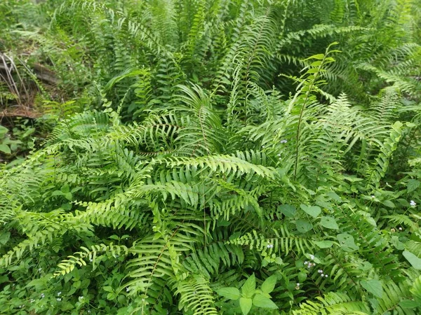 variety of sword fern growing wildly in the forest
