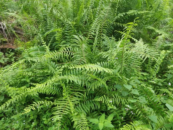 Variëteit Van Het Zwaard Varens Groeit Wild Het Bos — Stockfoto