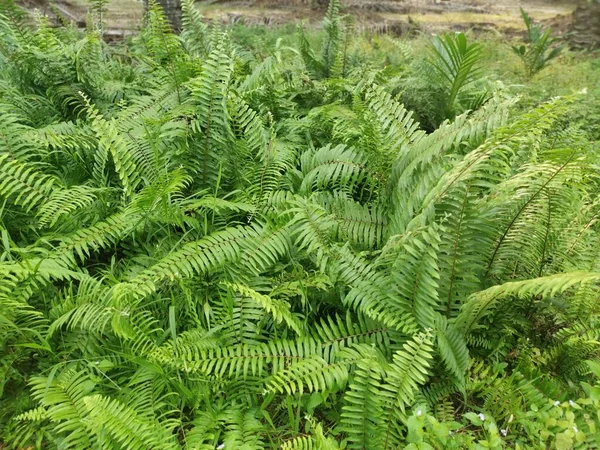 Variété Fougère Épée Poussant Sauvagement Dans Forêt — Photo