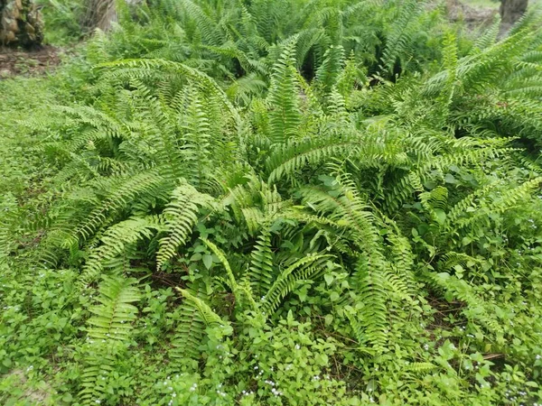 Variété Fougère Épée Poussant Sauvagement Dans Forêt — Photo