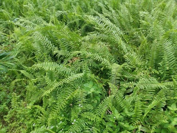variety of sword fern growing wildly in the forest