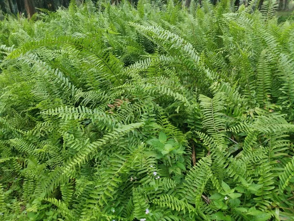 variety of sword fern growing wildly in the forest