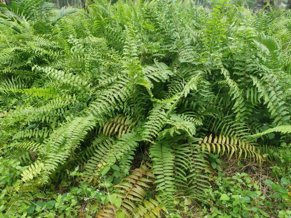 Variedade Samambaia Espada Crescendo Descontroladamente Floresta — Fotografia de Stock