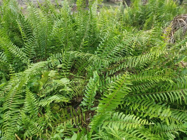 Variëteit Van Het Zwaard Varens Groeit Wild Het Bos — Stockfoto