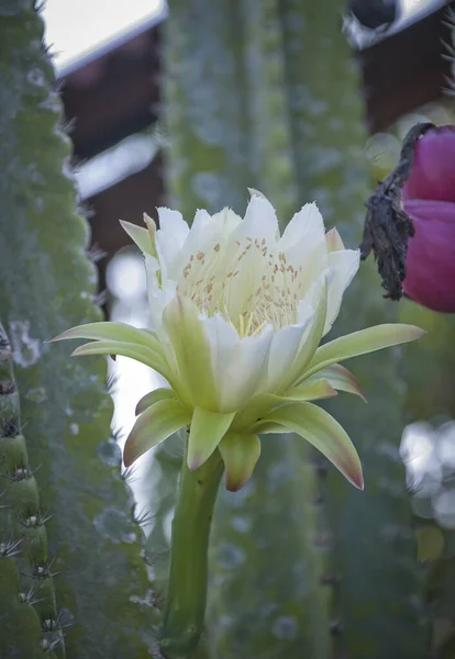 Крупним Планом Красива Біла Квітка Кактуса — стокове фото