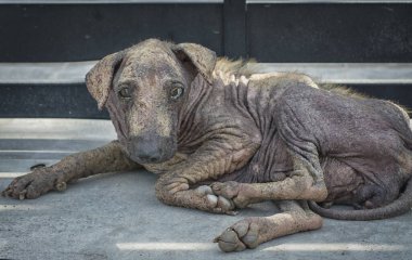 Yaşlı ve hasta sokak köpeği 