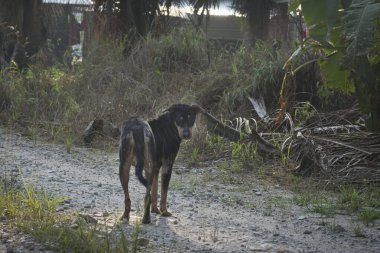 Çiftliğin köpekleri.