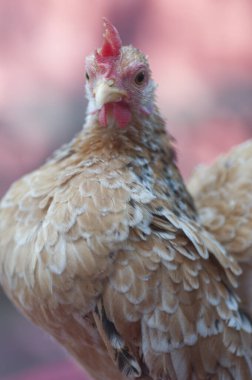 Süslü evcil tavuğun yakın çekimi.