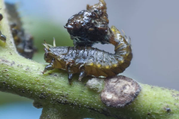 배설물 딱정벌레의 — 스톡 사진