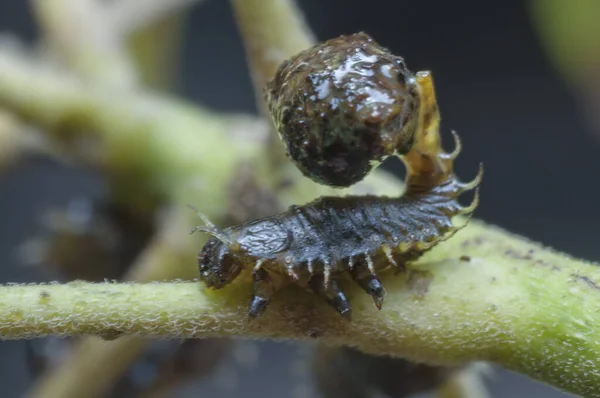 排泄物粪甲虫近照 — 图库照片