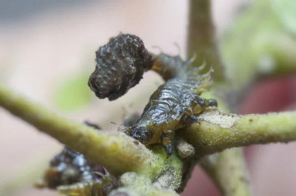 Close Shot Fecal Dung Beetle — Stock Photo, Image