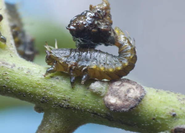 Close Shot Van Fecale Mestkever — Stockfoto