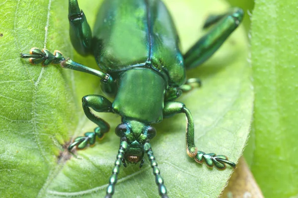 Kurbağa Bacaklı Yeşil Yaprak Böceğinin Yakın Çekimi — Stok fotoğraf