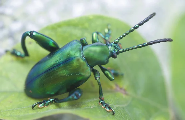 Tiro Cercano Escarabajo Hoja Verde Con Patas Rana — Foto de Stock