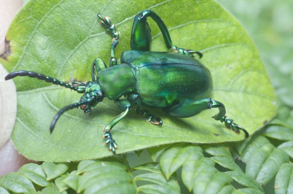Close Shot Frog Legged Green Leaf Beetle — Stock Photo, Image