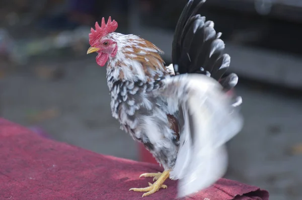 Close Shot Ornamental Pet Chicken — Stock Photo, Image