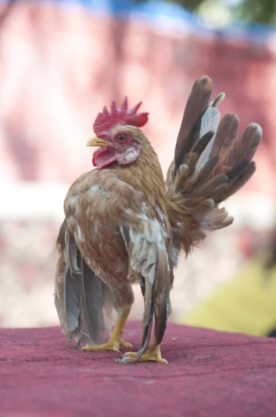 Close Shot Ornamental Pet Chicken — Stock Photo, Image