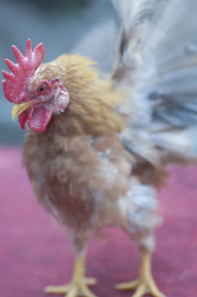 Close Shot Ornamental Pet Chicken — Stock Photo, Image