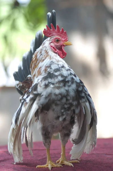 Nahaufnahme Von Zierhuhn — Stockfoto