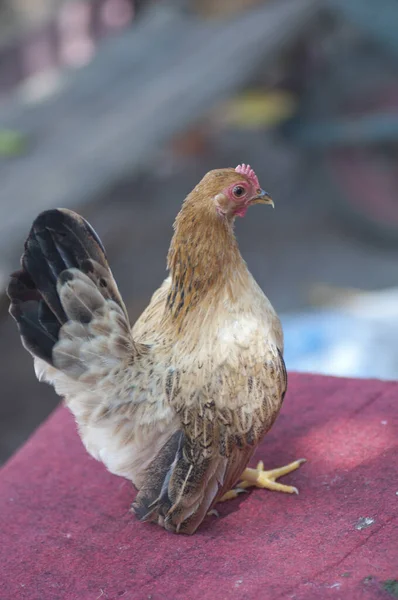 Close Shot Ornamental Pet Chicken — Stock Photo, Image