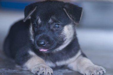Şirin köpek ifadesi hakkında.