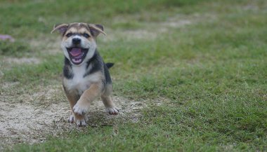 Şirin köpek ifadesi hakkında.