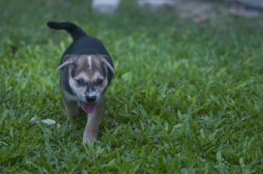 Şirin köpek ifadesi hakkında.